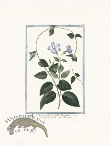 Bonelli 094 Vinca minor